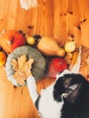 Cute cat sitting on wooden table with pumpkins, autumn leaves, apples, pears, corn, nuts and chestnuts. Top view. Happy Royalty Free Stock Photo