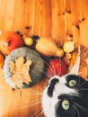 Cute cat sitting on wooden table with pumpkins, autumn leaves, apples, pears, corn, nuts and chestnuts. Top view. Happy Royalty Free Stock Photo