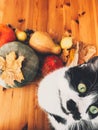 Cute cat sitting on wooden table with pumpkins, autumn leaves, apples, pears, corn, nuts and chestnuts. Top view. Happy Royalty Free Stock Photo