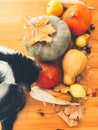 Cute cat sitting on wooden table with pumpkins, autumn leaves, apples, pears, corn, nuts and chestnuts. Top view. Happy Royalty Free Stock Photo