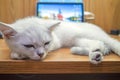Cute Cat sleep beside laptop Royalty Free Stock Photo