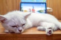 Cute Cat sleep beside laptop Royalty Free Stock Photo
