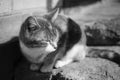 Cute cat sleep outdoors, macro portrait of a young kitty. Black and white photo Royalty Free Stock Photo