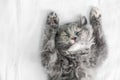 Cute cat sleeping on the bed Royalty Free Stock Photo