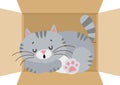 Cute cat sleeping in cardboard box Royalty Free Stock Photo