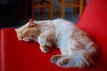 Cute cat sleeping on the chair