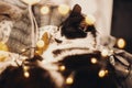 Cute cat sleeping in christmas festive lights bokeh on grey blanket at home. Cozy moody winter evening. Holidays and pets. Funny Royalty Free Stock Photo