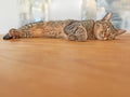 Cute cat sleeping on the floor with copyspace. Adorable pet taking a nap in the lounge. Grey feline laying on a wooden
