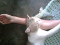 Cute cat sleeping on the hand of her parent women