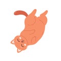 Cute cat sleeping. Home cat life, feline activities. Vector illustration in flat style