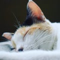 Cute  cat sleeping on a mat. Royalty Free Stock Photo
