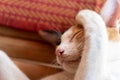 Cute cat sleeping on the mat Royalty Free Stock Photo
