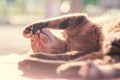 Cute cat is sleeping on the mat Royalty Free Stock Photo