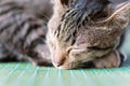 Cute cat sleeping on the mat Royalty Free Stock Photo