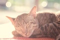Cute cat sleeping on the mat Royalty Free Stock Photo