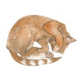 The cute cat is sleeping. Orange cat in cozy style. Beige colors