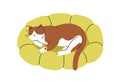 Cute cat sleeping in pet bed, cozy pillow. Adorable kitty asleep, lying on comfortable soft cushion, feline furniture