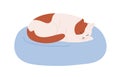 Cute cat sleeping on pet cushion. Kitty asleep, lying on soft cozy pillow. Comfortable home animals furniture for