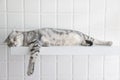 Cute cat sleeping on the platform Royalty Free Stock Photo