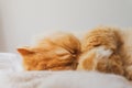 Cute Cat Sleeping and Relaxed Snuggling on the bed. Animal Friendly Concept. Golden Persian Cat Royalty Free Stock Photo