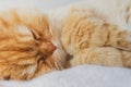 Cute Cat Sleeping and Relaxed Snuggling on the bed. Animal Friendly Concept. Golden Persian Cat Kitten. Royalty Free Stock Photo