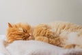 Cute Cat Sleeping and Relaxed Snuggling on the bed. Animal Friendly Concept. Golden Persian Cat Kitten Close up for Background. Royalty Free Stock Photo