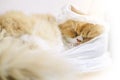 Cute cat sleeping in a sack.
