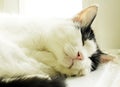 Cute cat is sleeping soundly.