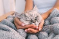 Cute cat sleeping in warm soft blanket. Sweet cat napping in woman arms. Love to cats. People and pets