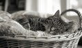 Cute cat sleeping in a wicker basket. Black and white photo Royalty Free Stock Photo