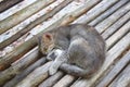 A Cute Cat Sleeping on a Wooden Bench - Cool Relaxation and Peaceful Rest