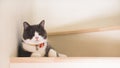 Cute cat sleeping on wooden stairs, Scottish fold ears unfold gray and white color. Royalty Free Stock Photo