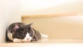 Cute cat sleeping on wooden stairs, Scottish fold ears unfold gray and white color.