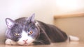 Cute cat sleeping on wooden stairs, Scottish fold ears unfold gray and white color. Royalty Free Stock Photo