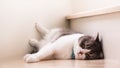 Cute cat sleeping on wooden stairs, Scottish fold ears unfold gray and white color. Royalty Free Stock Photo