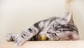 Cute cat sleeping on wooden stairs, Tabby green eyes and gray colored, American short hair half blood. Top view. V