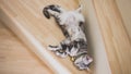 Cute cat sleeping on wooden stairs, Tabby green eyes and gray colored, American short hair half blood. Top view.