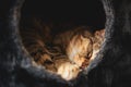 Cute cat sleeps in black soft sleeping basket with a hole in it Royalty Free Stock Photo