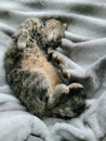 Cute cat sleeps on her back on a warm blanket. The concept of pets, home comfort and warmth Royalty Free Stock Photo