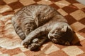 Cute cat sleeps at home in bed in the sun. Rest, relaxation, rumbling. View from above. Little kitty Royalty Free Stock Photo
