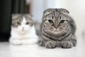 Cute cat sleeps, Scottish Fold.