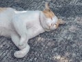 The cute cat sleeps up tip over