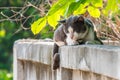 Cute cat sleeps on a wall with a bell hanging Royalty Free Stock Photo