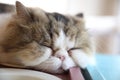 Cute cat in sleepy mode Royalty Free Stock Photo