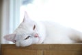 Cute cat in sleepy mode Royalty Free Stock Photo