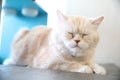 Cute cat in sleepy mode Royalty Free Stock Photo
