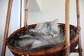 Cute cat in sleepy mode Royalty Free Stock Photo