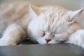 Cute cat in sleepy mode Royalty Free Stock Photo