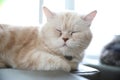Cute cat in sleepy mode Royalty Free Stock Photo