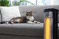 Cute cat on sofa near modern electric halogen heater indoors Royalty Free Stock Photo
